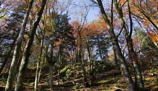 The mountain forest