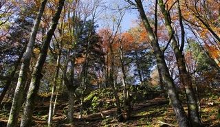 The mountain forest