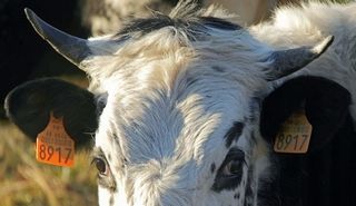 Mountain agriculture