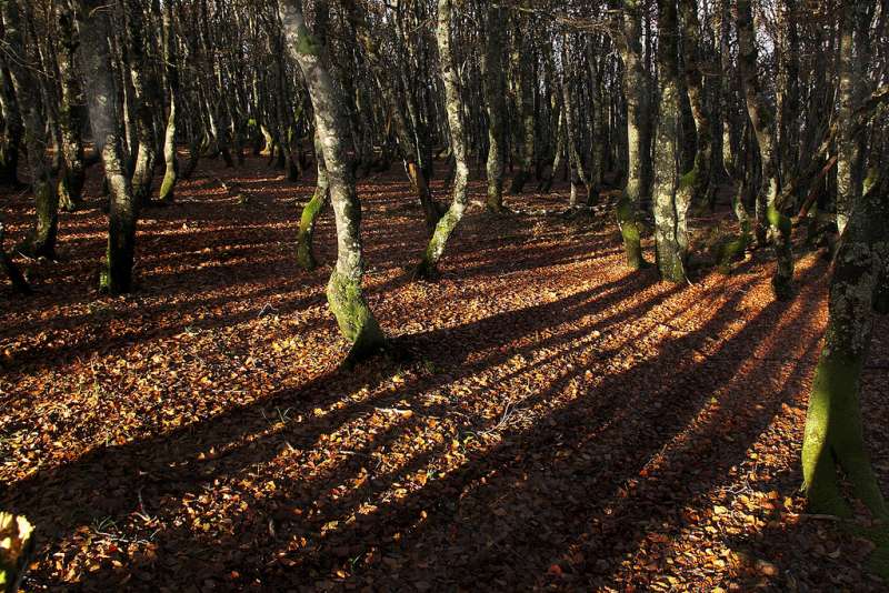 Mountain forest