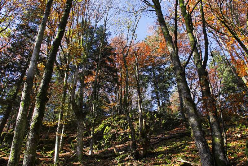 Herbstlicher Bergwald