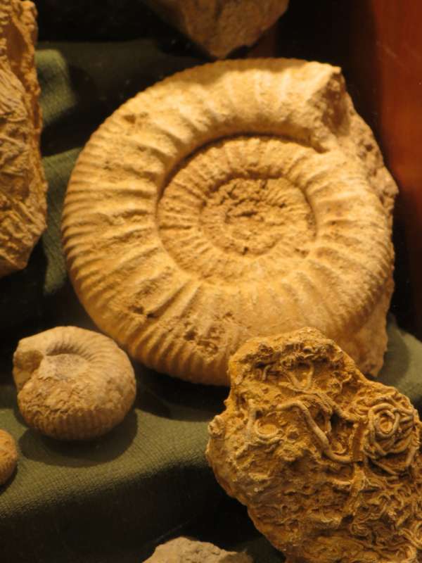 Fossilien im Haus der Geologie