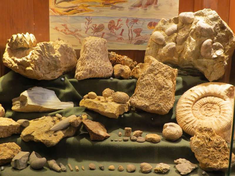 Fossilien im Haus der Geologie