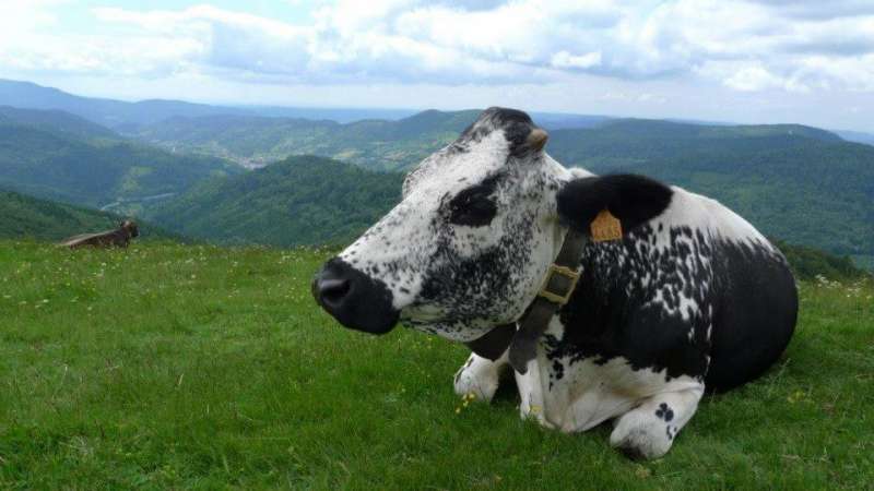 Vache de race vosgienne