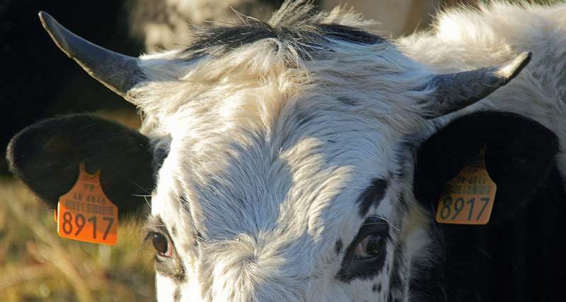 Vache de race vosgienne