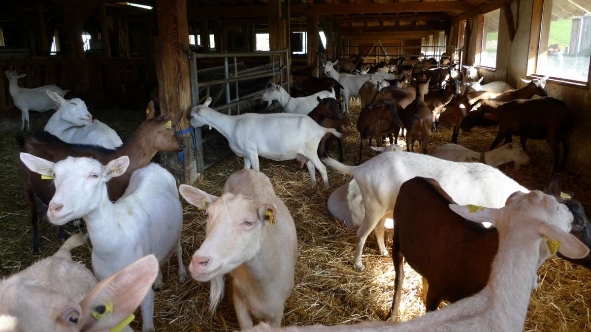 Les chèvres de la ferme du Bergenbach