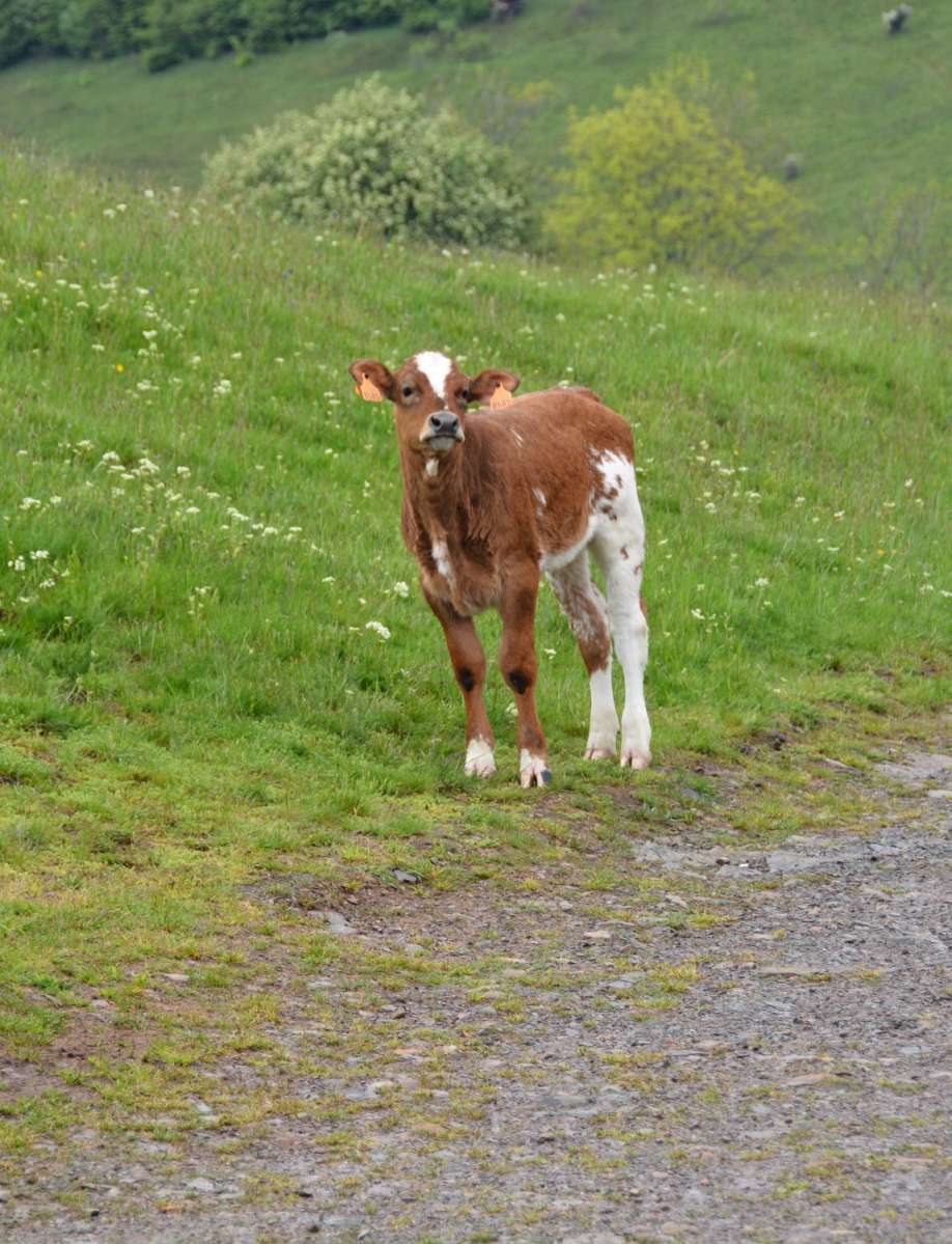 Kalb auf Weide