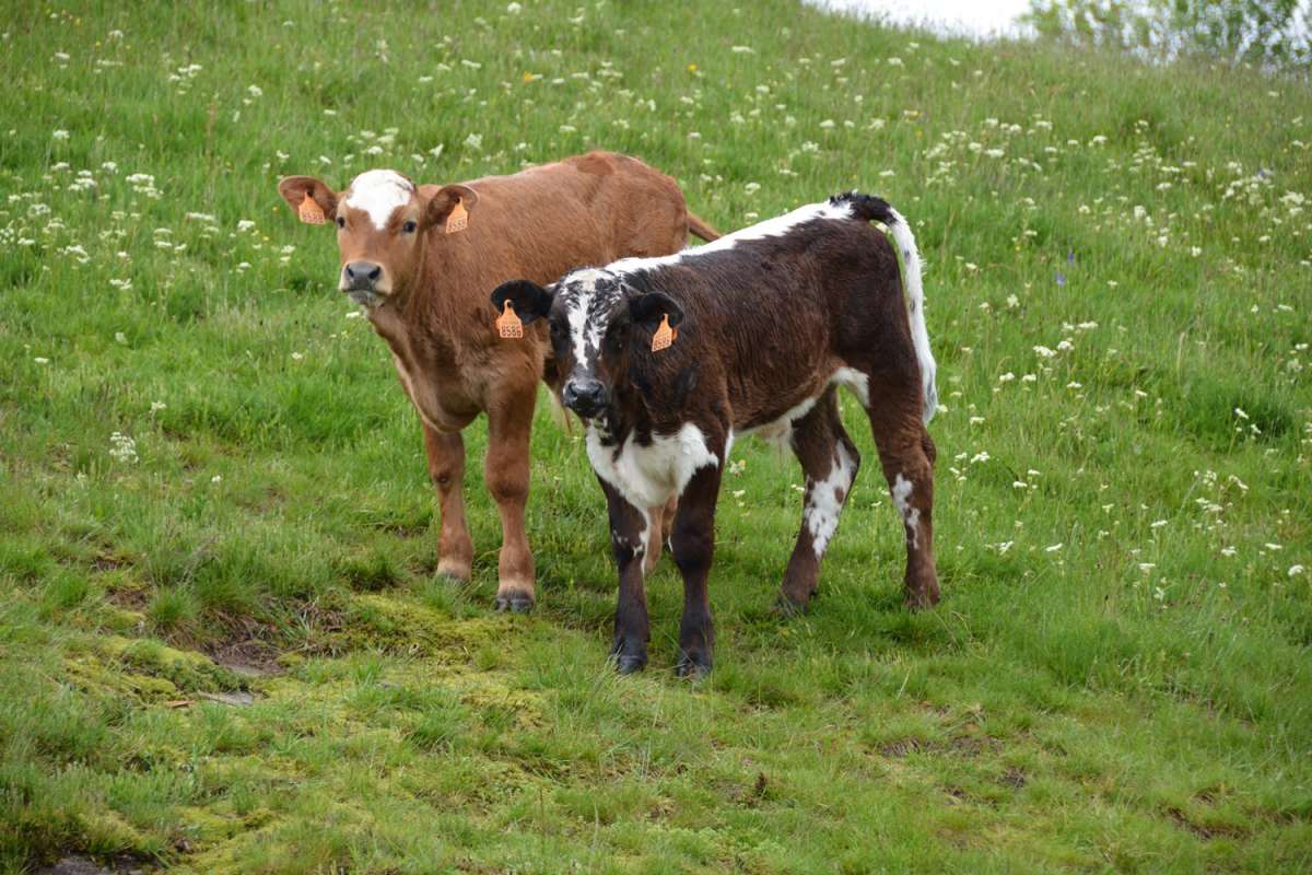 Calfs on pasture next to Belacker lodge