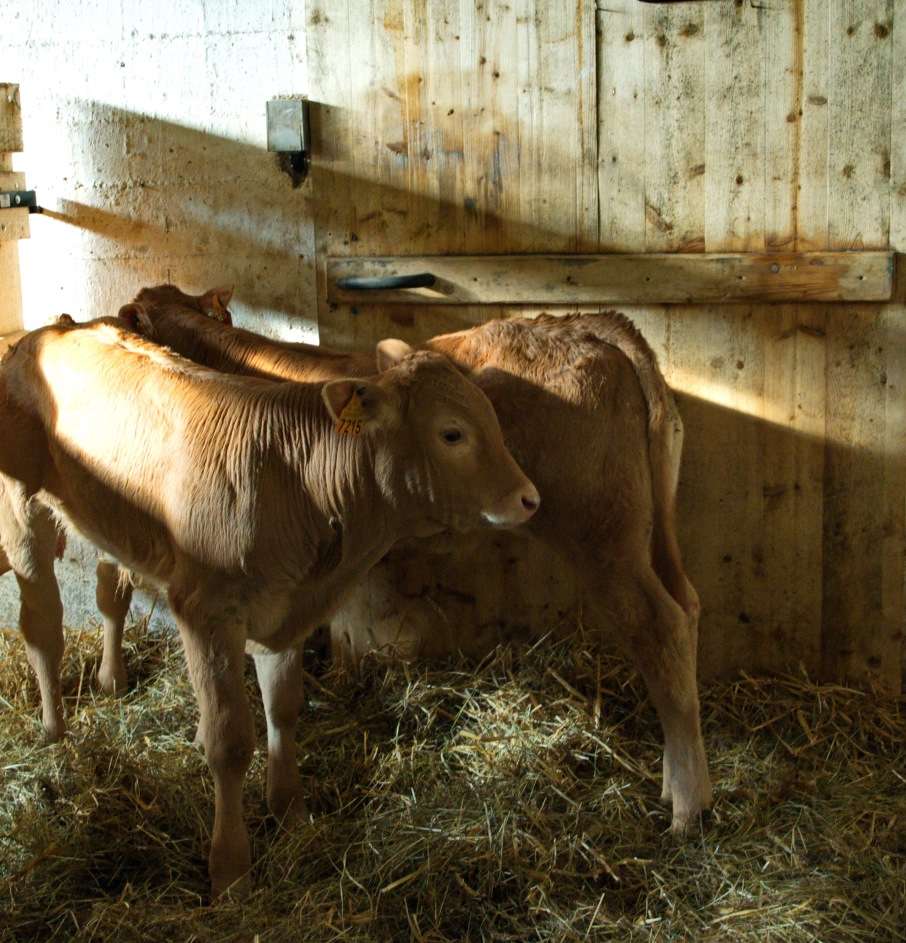 Visite de la ferme