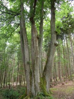 The tree with the six truncs