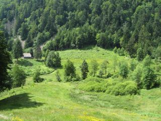 Gazon vert pasture (chaume)