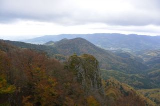 Volcano forest