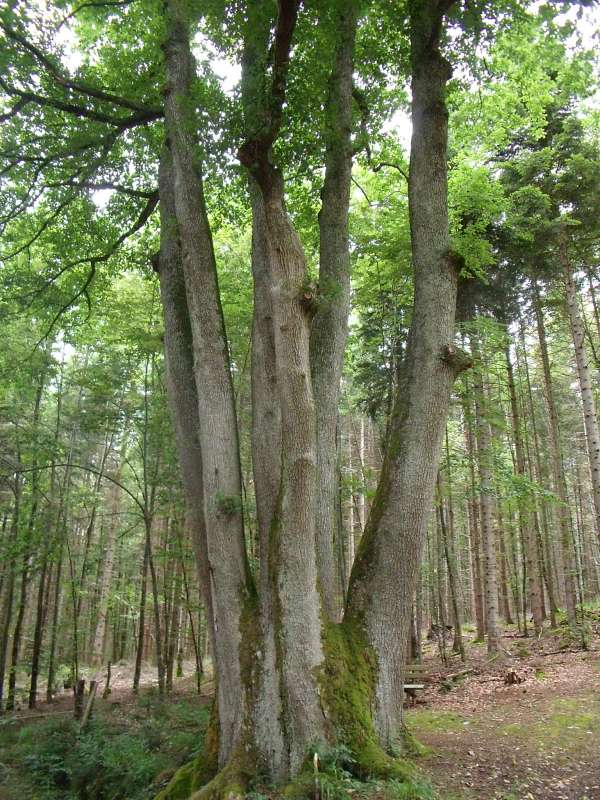 Der Baum mit den sechs Stämmen