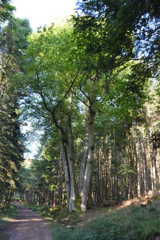 Der Baum mit den sechs Stämmen