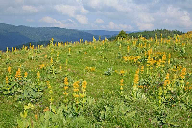 Arnica auf dem  Ballon d'Alsace