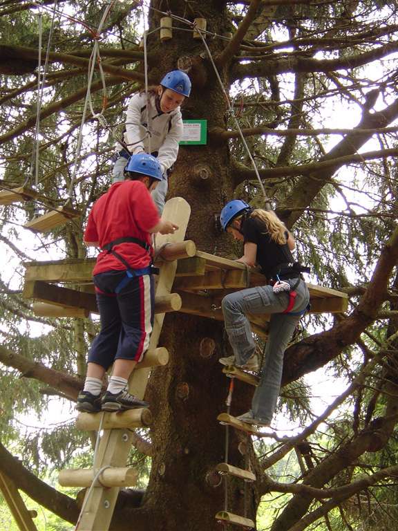 Ladder in the tree