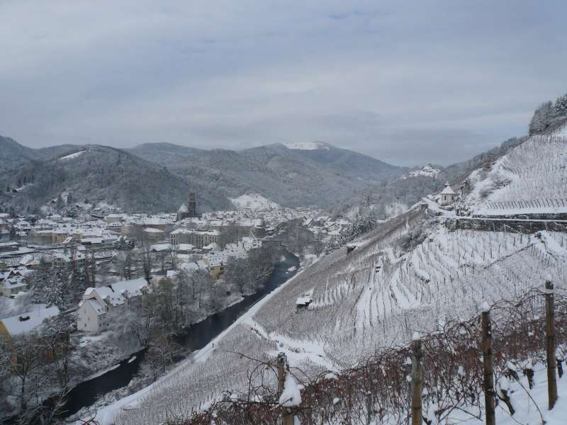 Vineyards under the snow